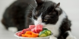How Do I Transition My Pet to a New Food?